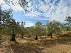 İDADAN EDREMİT HACIASLANLARDA RESMİ KADASTRO YOLU OLAN ZEYTİNLİK