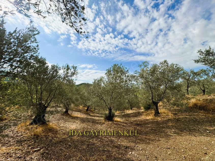 İDADAN EDREMİT HACIASLANLARDA RESMİ KADASTRO YOLU OLAN ZEYTİNLİK