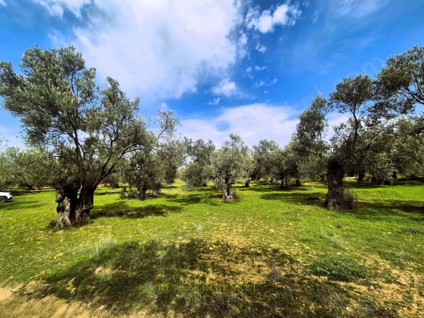 İDA GAYRİMENKULDEN GÖMEÇ KARAAĞAÇTA KADASTRO YOLLU TABAK GİBİ FIRSAT ZEYTİNLİK