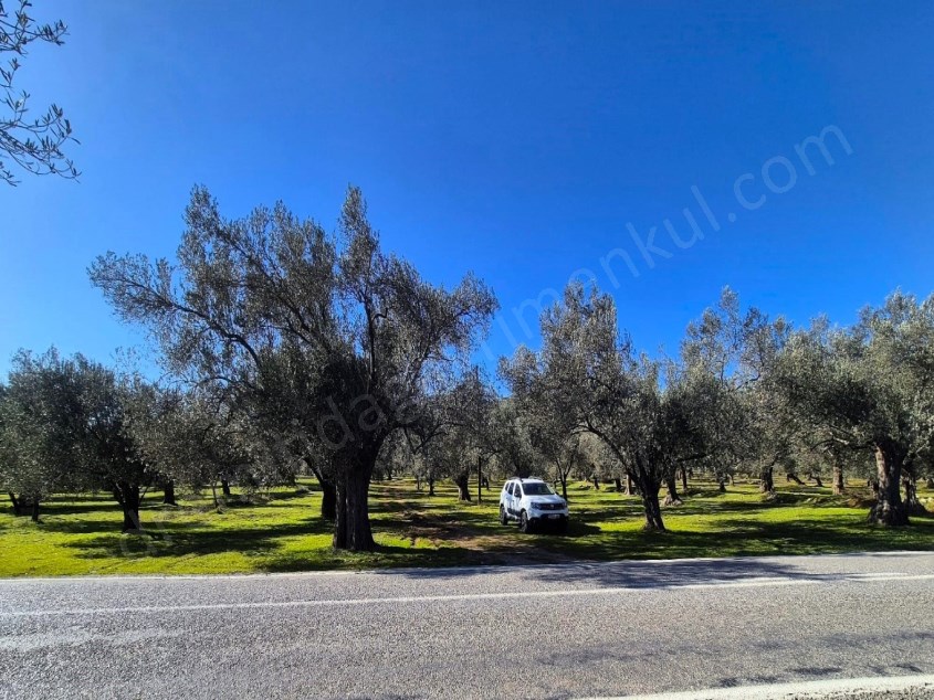 İDADAN EDREMİT TUZCUMURATTA ANA ASFALT ÜZERİ DÜZ TABAN FIRSAT ZEYTİNLİK