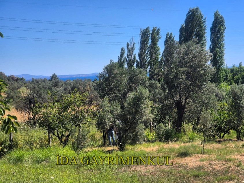 İDA GAYRİMENKULDEN EDREMİTİN GÖZBEBEĞİ KAVLAKLARDA DENİZ MANZARALI ZEYTİNLİK