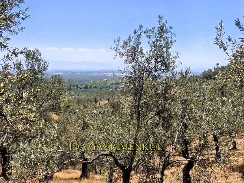 İDA GAYRİMENKULDEN EDREMİT ZEYTİNLİDE DENİZ MANZARALI 3 DÖNÜM ZEYTİNLİK