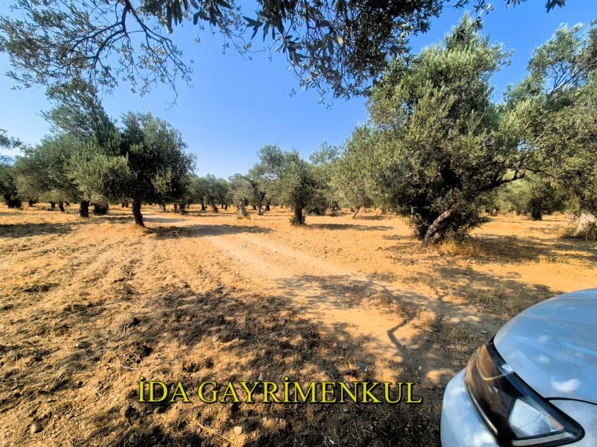 İDA DAN EDREMİT YOLÖREN KİPA ARKASI İMARA YAKIN FIRSAT ZEYTİNLİK