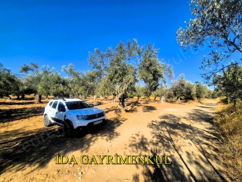 İDA GAYRİMENKULDEN EDREMİT KIZILKEÇİLİDE ARSA GİBİ KÖY DİBİ FIRSAT ZEYTİNLİK