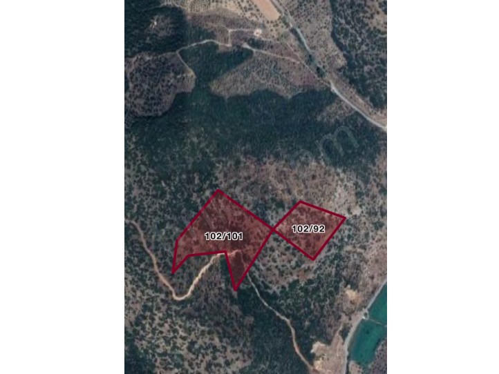 Toplam 36 Dönüm Satılık Zeytinlik