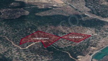 Toplam 36 Dönüm Satılık Zeytinlik