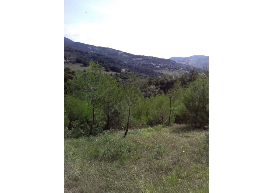 SAKARYA  MELEKŞEORUÇ KÖYÜNDE 3876 M2 ARAZİ