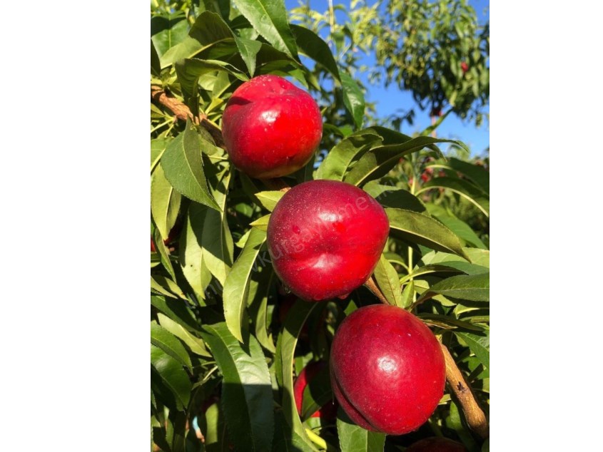 BAĞCILAR İHSANİYE DE SATILIK NEKTARİ BAHÇESİ 