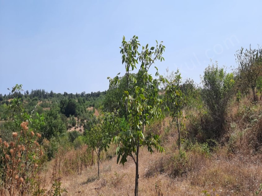 KÖYE YAKIN 4752 M2 SATILIK ARAZİ