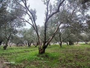 Havran Çamdibinde Yola Cepheli Satılık Zeytinlik