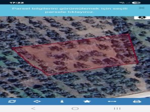 Havran Küçükdere Anayola Yakın 2500 M2 Zeytinlik Pazarlıklı