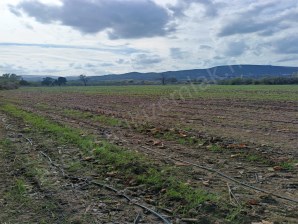 ÇANAKKALE EZİNE BAHÇELİ KÖYÜNDE 16.699 m² SATILIK FIRSAT ARAZİ