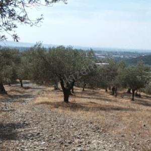 Edremit Satılık Zeytinlik