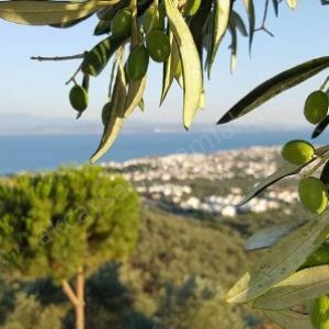 Edremit Satılık Arsa, Zeytinlik, Tarla ve Araziler