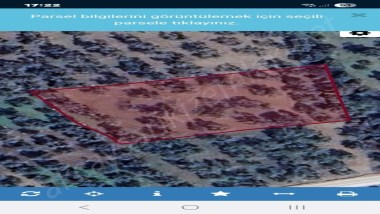 Havran Küçükdere Anayola Yakın 2500 M2 Zeytinlik Pazarlıklı
