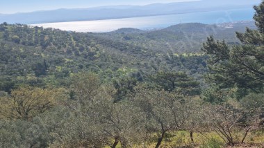Edremitte Satılık Muhteşem Yatırımlık Zeytinlik Deniz Manzaralı