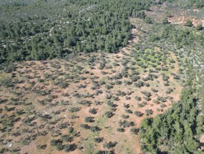 EZİNE KARADAĞ KÖYÜNDE SATILIK 37 DÖNÜM ZEYTİNLİK