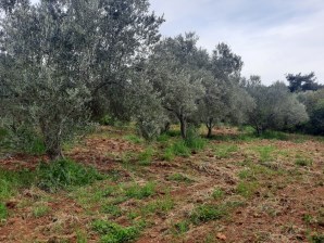 EZİNE ÇAMKÖYDE SATILIK 6 DÖNÜM SÜPER ZEYTİNLİK