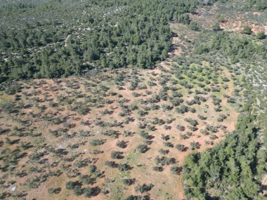 EZİNE KARADAĞ KÖYÜNDE SATILIK 37 DÖNÜM ZEYTİNLİK