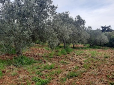 EZİNE ÇAMKÖYDE SATILIK 6 DÖNÜM SÜPER ZEYTİNLİK