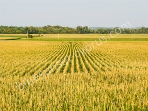 Satılık Türk Tapulu Arazi