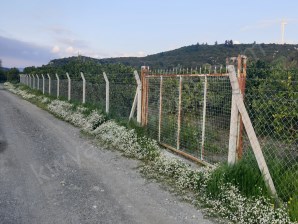 Seferihisar Düzce Azmak Koyu Çiftlik Evine Uygun Satılık Arazi