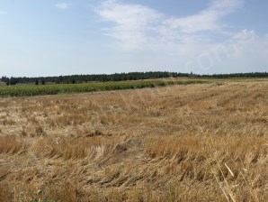 Edirne Süloğlu Satılık Tarla: 2117 m², Resmi Yolu ve Su Vanası Mevcut