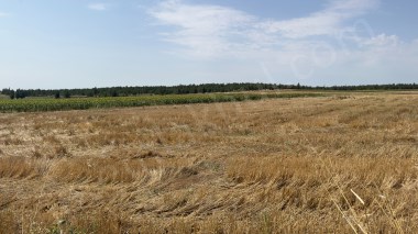  Edirne Süloğlu Büyük Gerdelli Satılık Tarla 2117 m2 Resmi Yolu var