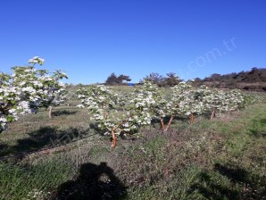 Turgutluda satılık Ayvacık Gökçealan Mevkinde Armut bahçesi 2122