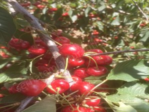 TURGUTLU SATILIK DAĞMARMARA MAH 4.464M2 İÇİNDE 220 ADET KİRAZ AĞACI VARDIR ELEKTRİK SU ALINABİLİR 