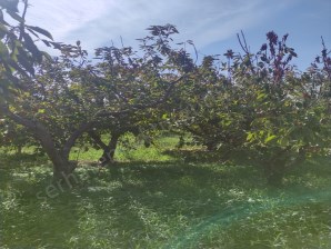 TURGUTLU SATILIK BAĞ KEMALPAŞA HALİL BEYLİ MAH 8 DÖNÜM ANA YOLA SIFIR KENDİ YOLU VARDIR SU VAR 