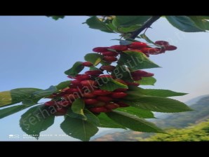 TURGUTLU SATILIK MEYVE BAHÇESİ YUKARI BOZKIRDA 7472M2 BAHÇE  ELEKTRİK VARDIR SU ABONELİĞİ DİBİNDE 