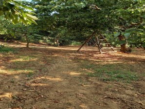 TURGUTLU SATILIK KAYRAK MAH 4130M2 TEK TAPU MEYVE BAHÇESİ 