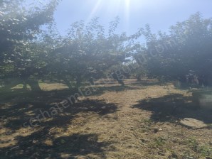 TURGUTLU SATILIK İSTASYONALTI MAH  3.515M2 MEYVE BAHÇESİ MÜSTAKİL TAPULU 