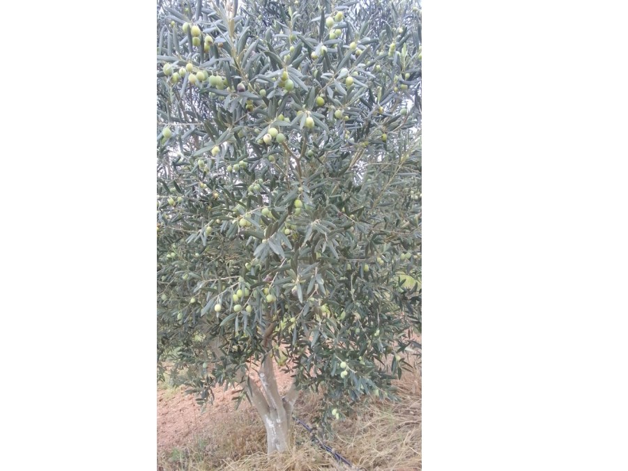 TURGUTLU SATILIK SİVRİCE MAH 7800M2 ZEYTİNLİK İÇİNDE SU VAR ELEKTRİK GÜNEŞ PANALİ YETERLİDİR 