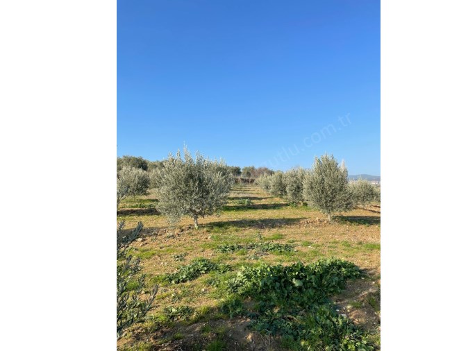 TURGUTLU SATILIK ZEYTİNLİK TARLA AHMETLİ DERİCİ MAH 5850M2 İÇİNDE ZEYTİN AĞACI VAR YOLU VAR 