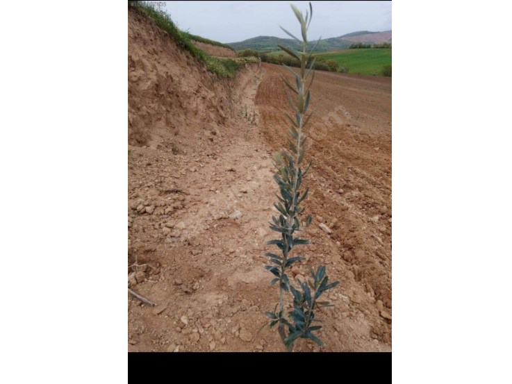SALİHLİ AKÖREN MEVKİİNDE 11585M2 SATILIK ZEYTİNLİK İÇİNDE 450 ADET 2 YAŞINDA ZEYTİN AĞACI VARDIR 