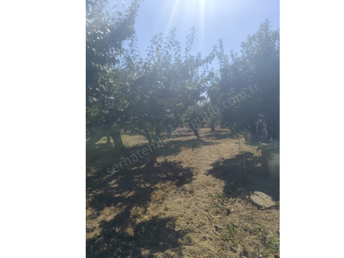 TURGUTLU SATILIK İSTASYONALTI MAH  3.515M2 MEYVE BAHÇESİ MÜSTAKİL TAPULU 