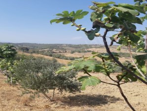 KARAİSALI BEKİRLİDE 12 DÖNÜM İÇERİSİNDE 2+1 EVİ ,100 ZEYTİN ,100 İNCİR AĞACI İLE SATILIK