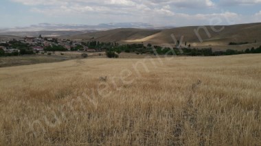 ULUKIŞLA KOLSUZDA 32 DÖNÜM TARLA 