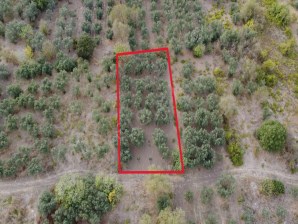 Paşaçiftlikte OSB Bölgelerine Yakın Satılık Bağ 