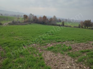 Gönen Tütüncüde Satılık 5 Dönüm Tarla