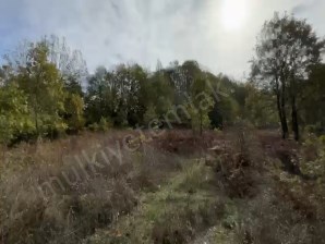 KOCAPINARDA İÇİ AĞAÇ DOLU 10 DÖNÜM TARLA