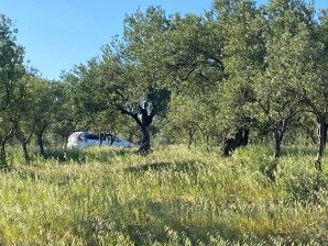 İZMİR BERGAMA ZEYTİNDAĞ,DA SATILIK 2,500m2 ZEYTİNLİK