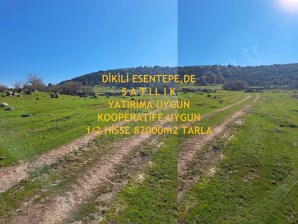 DİKİLİ ESENTEPE,DE ACİLSATILIK YATIRIMLIK 12 HİSSE 82 Dönüm TARLA