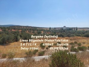 Bergama Zeytindağ Liman Bölgesinde OtobanYolaYakın  S A T I L I K 6500m2 Zeytinlik