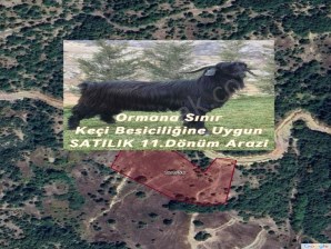 Bursa Gemlik Fındıcakta Takasa Açık Ormana Sınır Satılık 11Dönüm Arazi