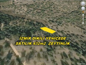  İZMİR DİKİLİ YENİCE,DE  ACİL SATILIK 432M2 ZEYTİNLİK