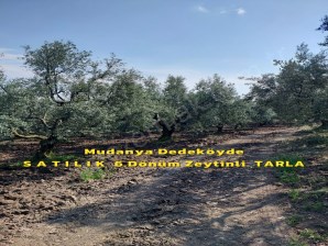 BURSA MUDANYA DEDEKÖYDE FIRSAT ACİL SATILIK 6.DÖNÜM ZEYTİNLİ TARLA
