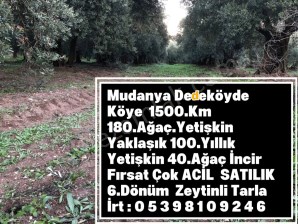 BURSA MUDANYA DEDEKÖYDE FIRSAT ACİL SATILIK 6.DÖNÜM ZEYTİNLİ TARLA
